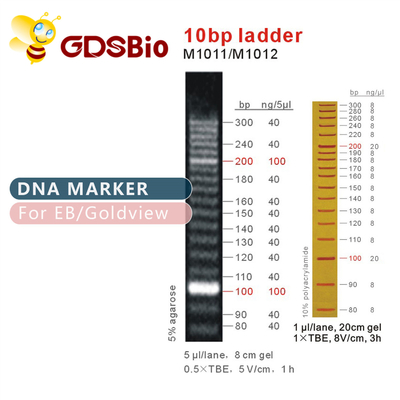 Dấu DNA bậc thang 10bp M1011 (50μg)/M1012 (50μg×5)