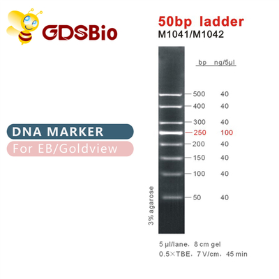Dấu DNA bậc thang 50bp M1041 (50μg)/M1042 (50μg×5)