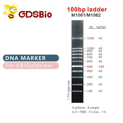 Marker DNA bậc thang 100bp M1061 (50μg)/M1062 (50μg×5)