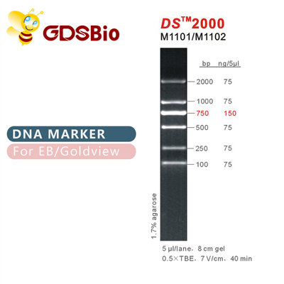 Thang đánh dấu DNA DS 2000 M1101 (50μg)/M1012 (50μg×5)