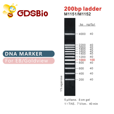 Marker DNA bậc thang 200bp M1151 (50μg)/M1152 (5×50μg)