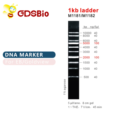 1kb Ladder 1000bp DNA Marker Ladder Gel Điện di