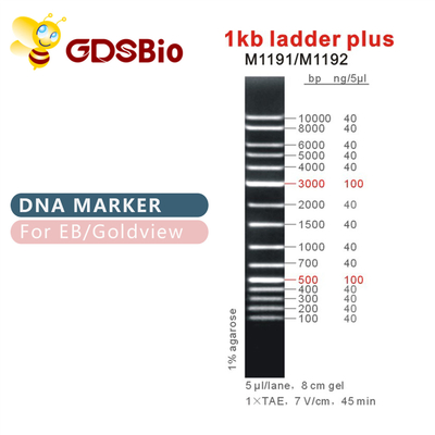 Điểm đánh dấu DNA 1kb Ladder Plus 1000bp M1191 (50μg)/M1192 (5×50μg)