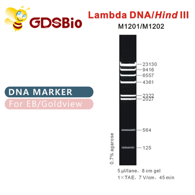 Thang đánh dấu λDNA/Hind Ⅲ DNA M1201 (50μg)/M1202 (5×50μg)