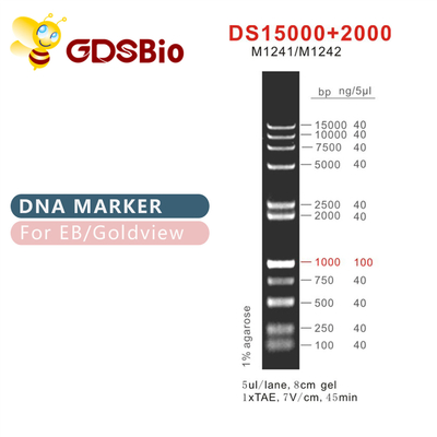 Thang đánh dấu DNA DS 15000+2000 M1241 (50μg)/M1242 (5×50μg)
