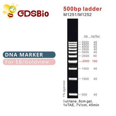 Dấu DNA bậc thang 500bp M1251 (50μg)/M1252 (5×50μg)