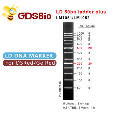 Điện di DNA Marker 50bp Ladder Plus, Điện di gel đánh dấu kích thước DNA