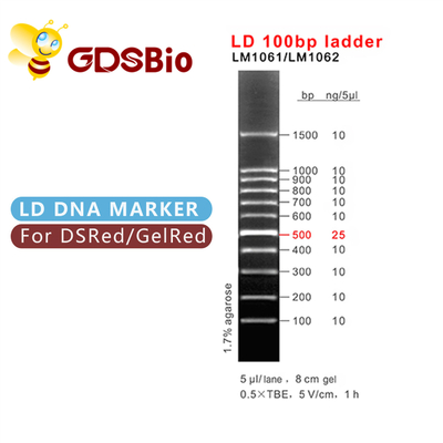 100bp Ladder Gel Điện di DNA Marker 60 Preps