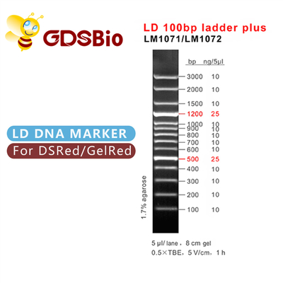 Điện di 60 Preps LD 100bp Ladder Plus DNA Marker
