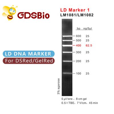 Xuất hiện màu xanh Điện di LD Marker 1 DNA Marker