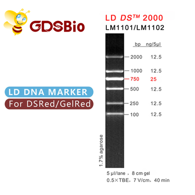 Thuốc thử có độ tinh khiết cao LD DS 2000 DNA Marker Gel Điện di 60 Preps