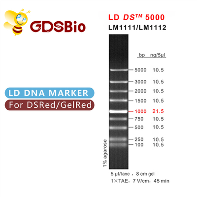 GDSBio LD DS 5000 DNA Marker Điện di Màu xanh Xuất hiện