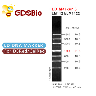 LD Marker 3 Điện di bậc thang DNA 60 Preps Thuốc thử có độ tinh khiết cao