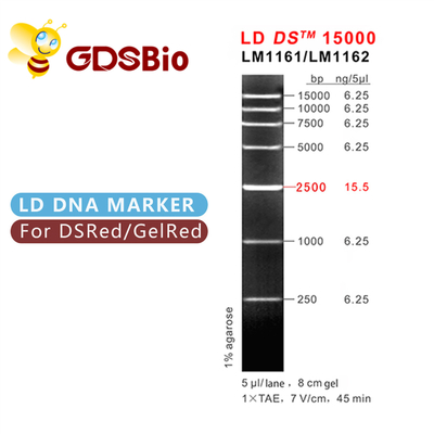 LD DS 15000bp Thang đánh dấu DNA 15kb LM1161 (50 lần chuẩn bị)/LM1162 (50 lần chuẩn bị×5)