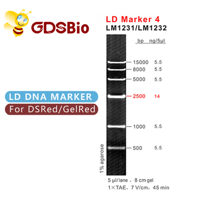 LD Marker 4 Thang DNA LM1231 (50 lần chuẩn bị)/LM1232 (50 lần chuẩn bị×5)