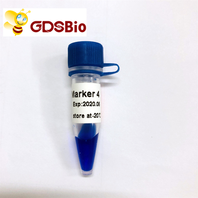 LD Marker 4 Thang DNA LM1231 (50 lần chuẩn bị)/LM1232 (50 lần chuẩn bị×5)