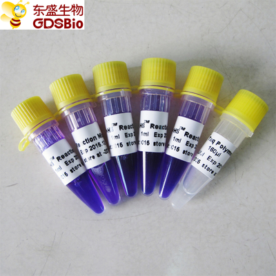 1ml × 5 PCR Master Mix HS Kit để phát hiện PCR axit nucleic P3082