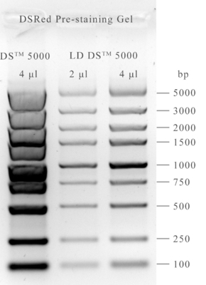 Thuốc nhuộm gel axit nucleic DSRed không độc hại 10000x 0,5ml
