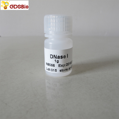DNase I Powder N9066 1g Sản phẩm Chẩn đoán In Vitro