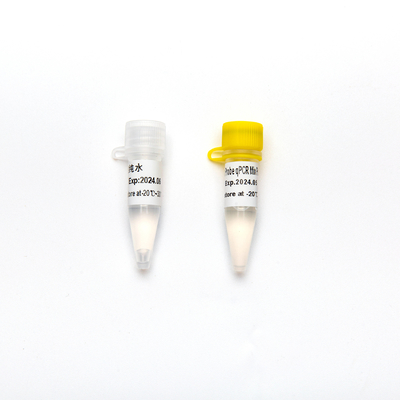 2× Hỗn hợp PCR thời gian thực Cô đặc Đầu dò ghép kênh trực tiếp trộn sẵn QPCR Mix Plus U P2802 5ml
