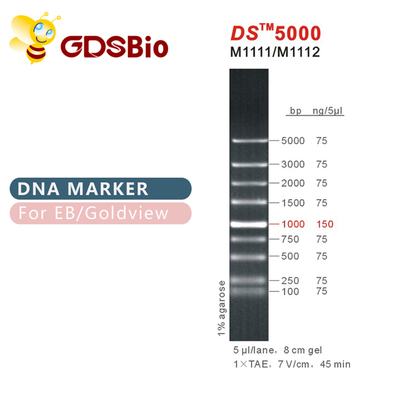 Điểm đánh dấu điện di DNA 1000bp DS 5000, thang DNA cho RNA Gel