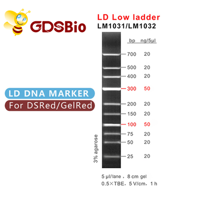 100bp 300bp LD Điện di đánh dấu DNA bậc thang thấp