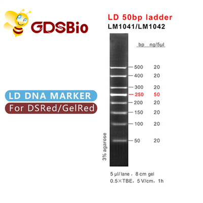 Bậc thang đánh dấu điện di trên gel DNA 50bp GDSBio