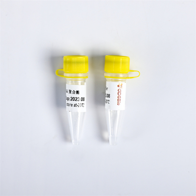 P1113 PCR Master Mix Bst DNA polymerase Exonuclease Trừ 8000 U/mL