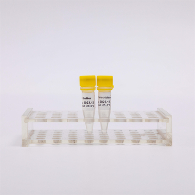 cDNA Rt PCR Phiên mã ngược vàng R3001 2000U R3002 10000U